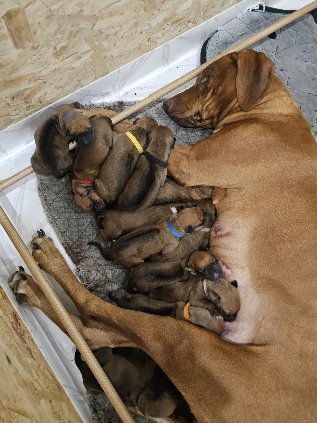 Chiot Rhodesian Ridgeback Valentin Becquet