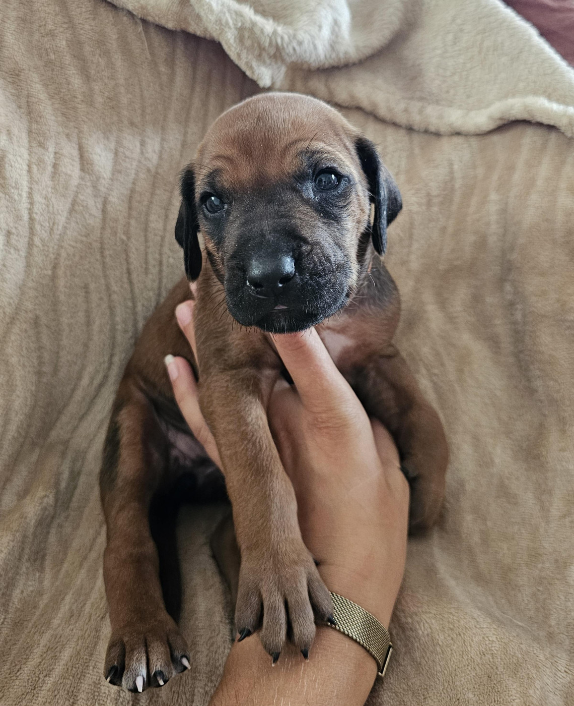 Valentin Becquet - Chiots disponibles - Rhodesian Ridgeback