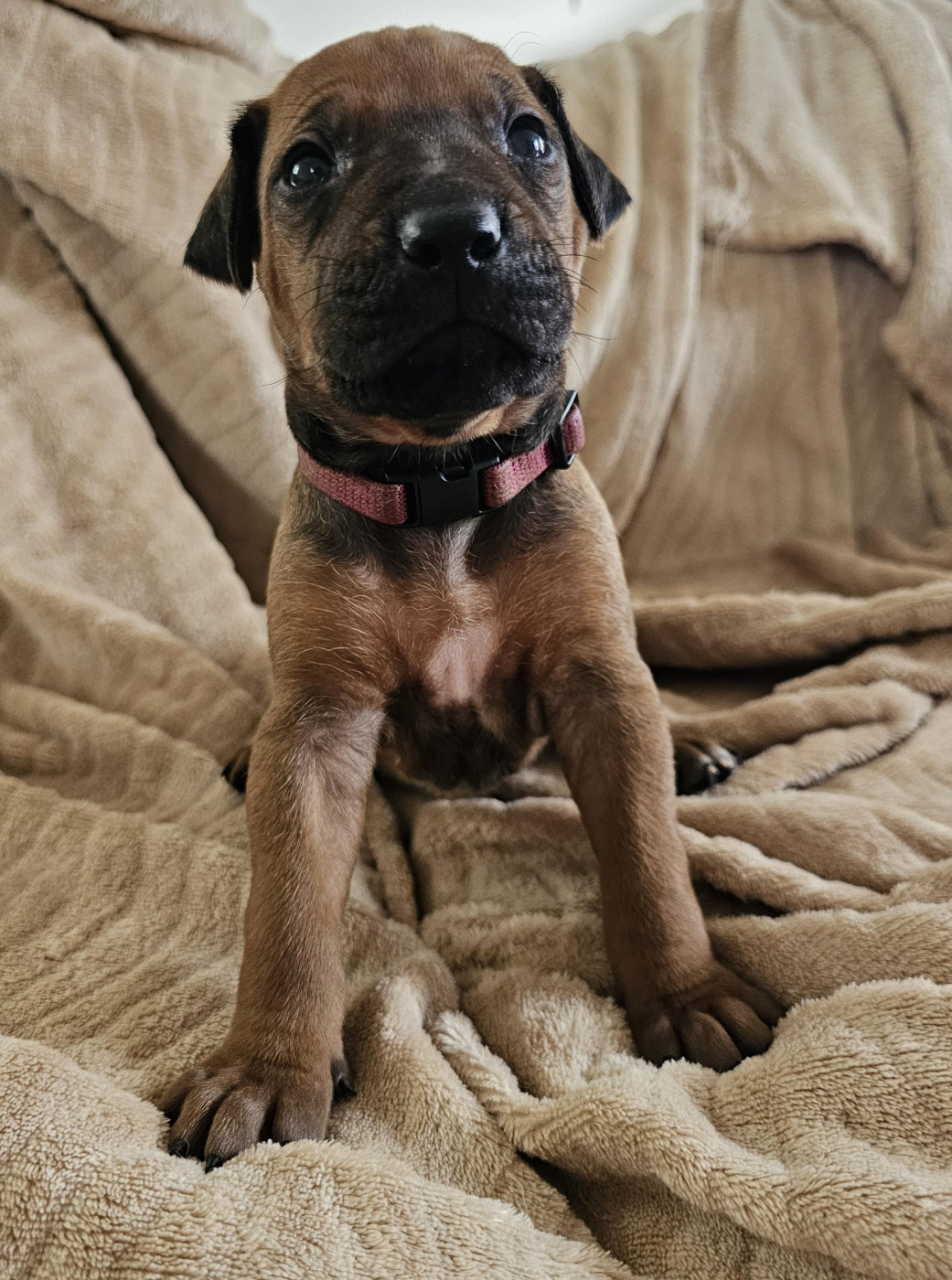 Valentin Becquet - Chiots disponibles - Rhodesian Ridgeback