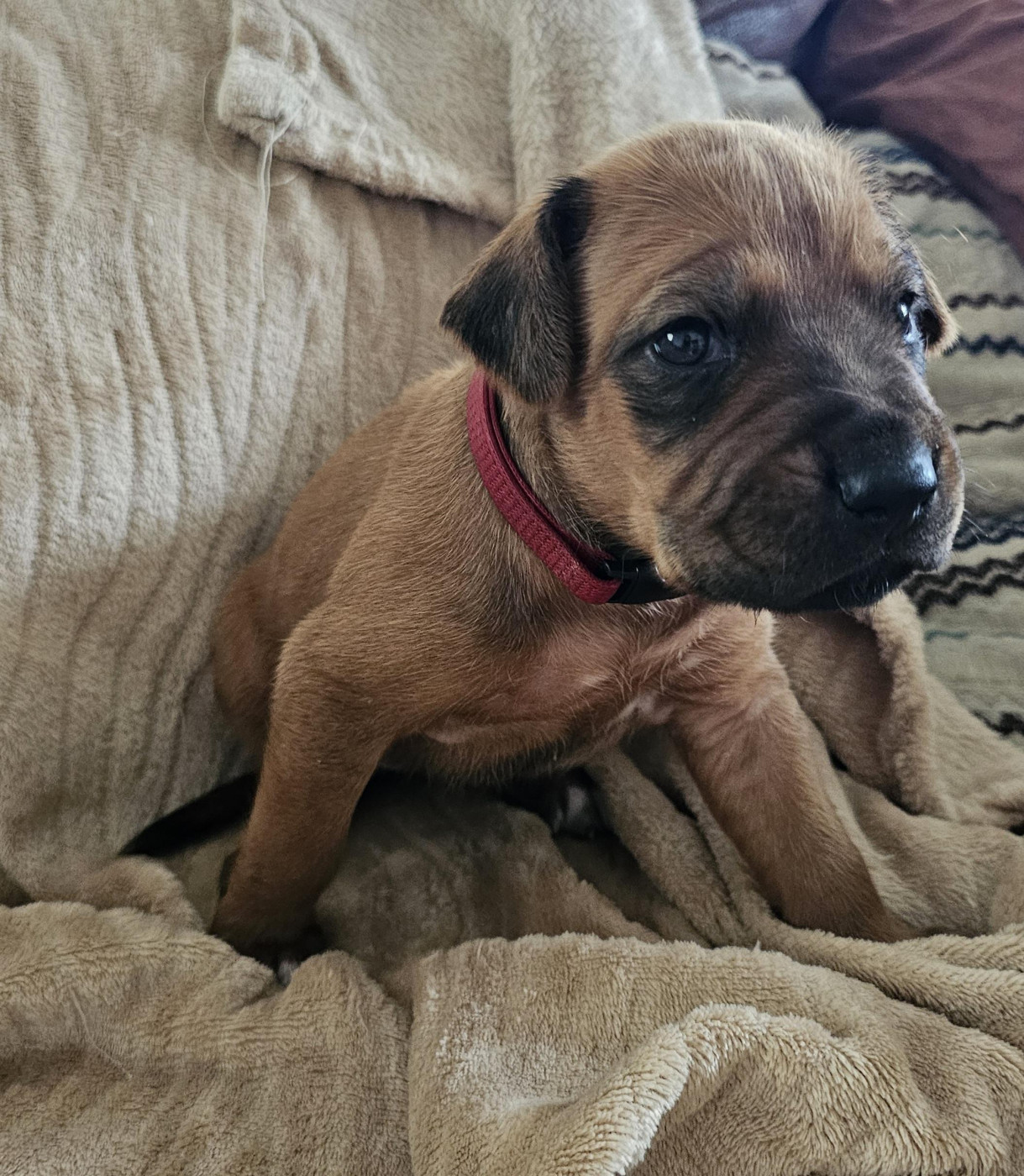 Valentin Becquet - Chiots disponibles - Rhodesian Ridgeback