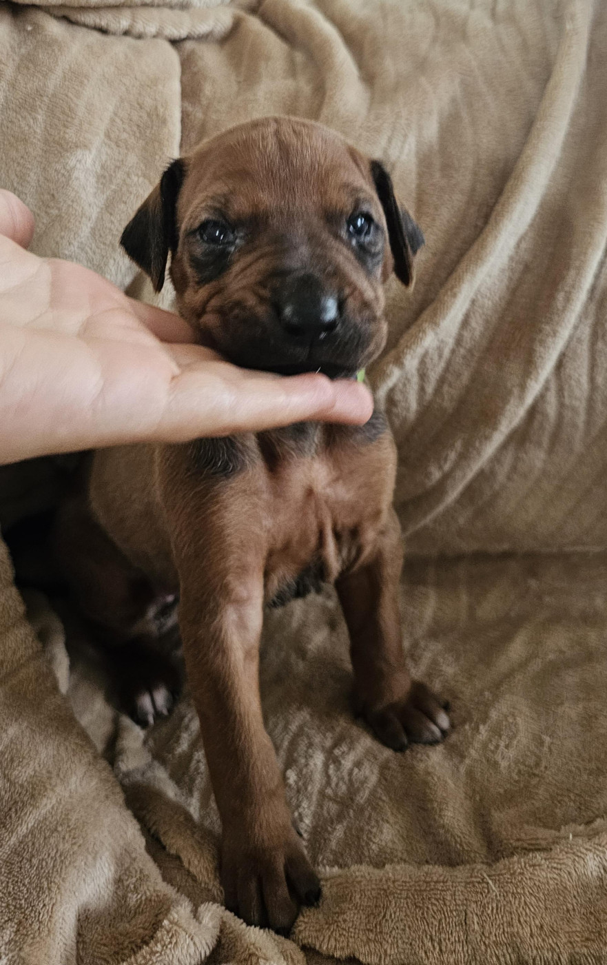 Valentin Becquet - Chiots disponibles - Rhodesian Ridgeback