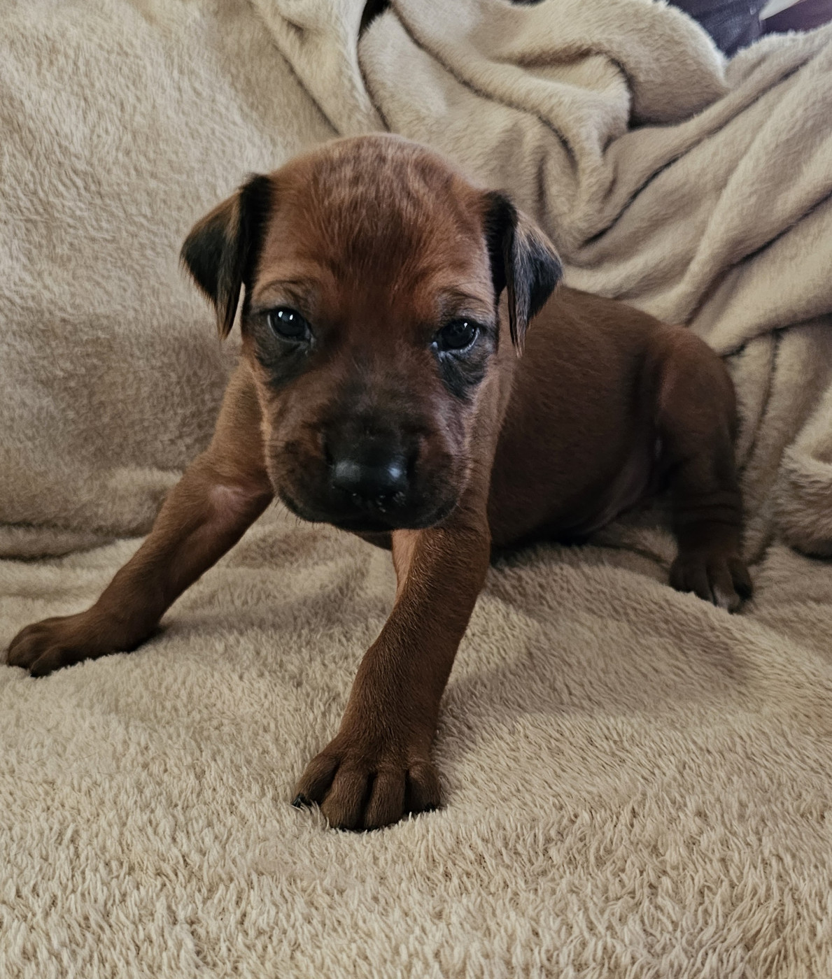 Valentin Becquet - Chiots disponibles - Rhodesian Ridgeback