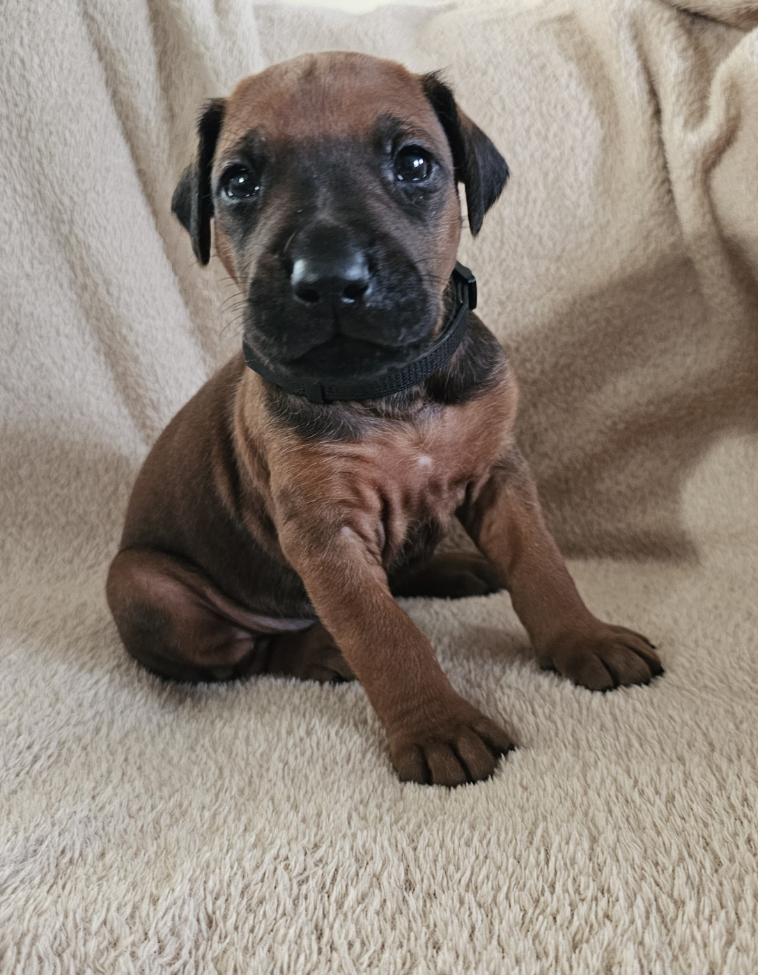 Valentin Becquet - Chiots disponibles - Rhodesian Ridgeback