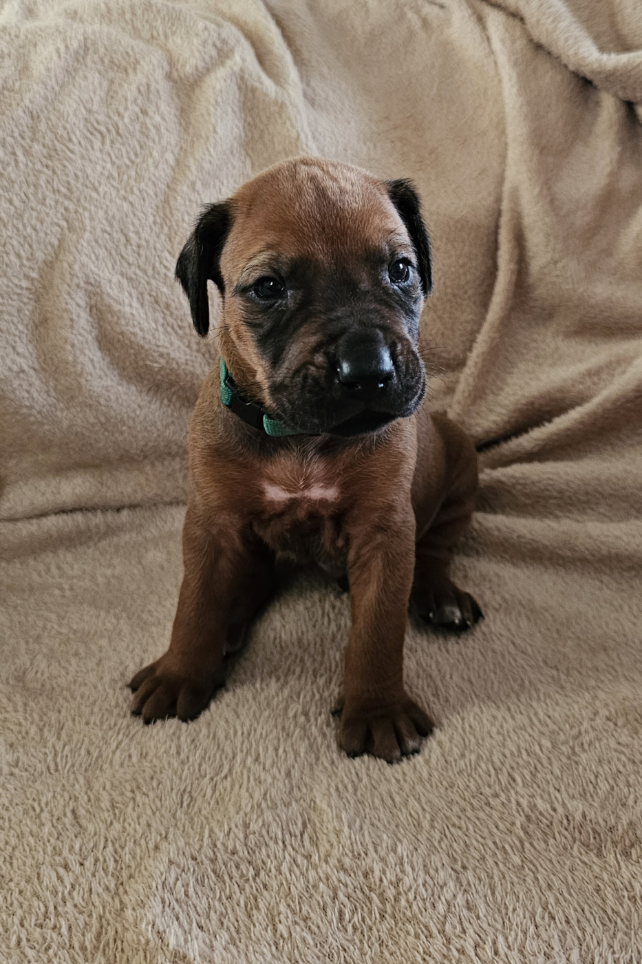 Valentin Becquet - Chiots disponibles - Rhodesian Ridgeback