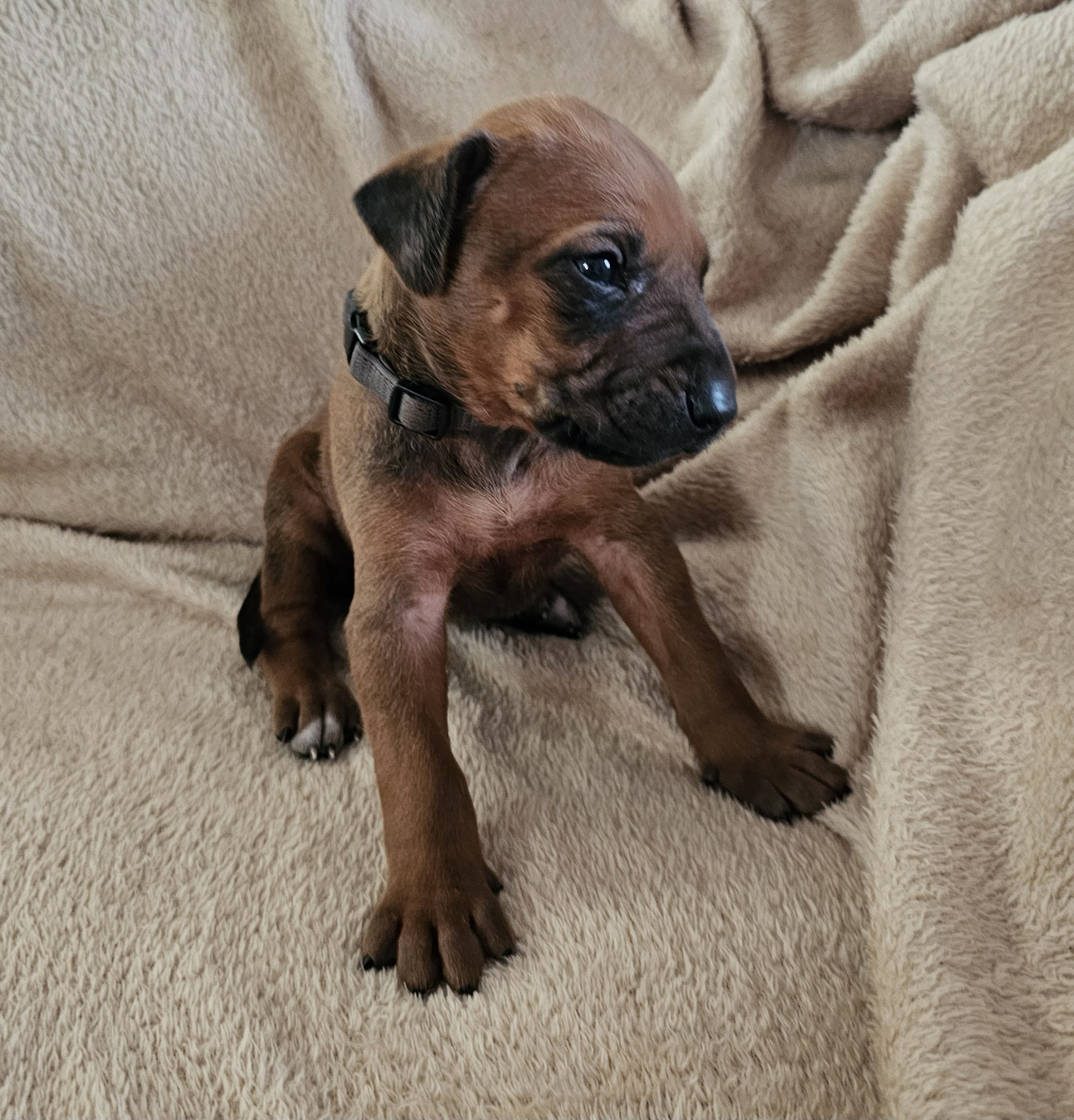 Valentin Becquet - Chiots disponibles - Rhodesian Ridgeback
