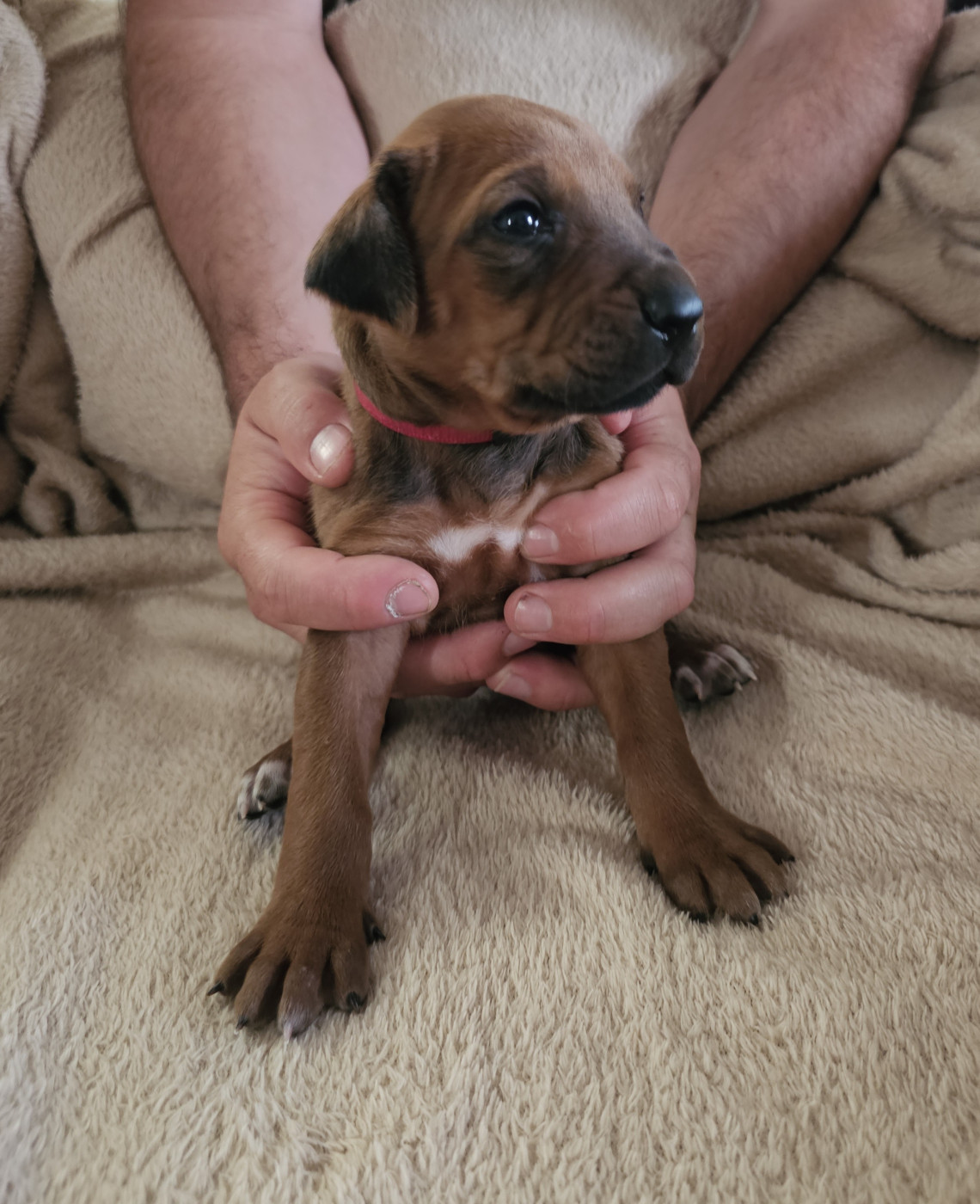 Valentin Becquet - Chiots disponibles - Rhodesian Ridgeback