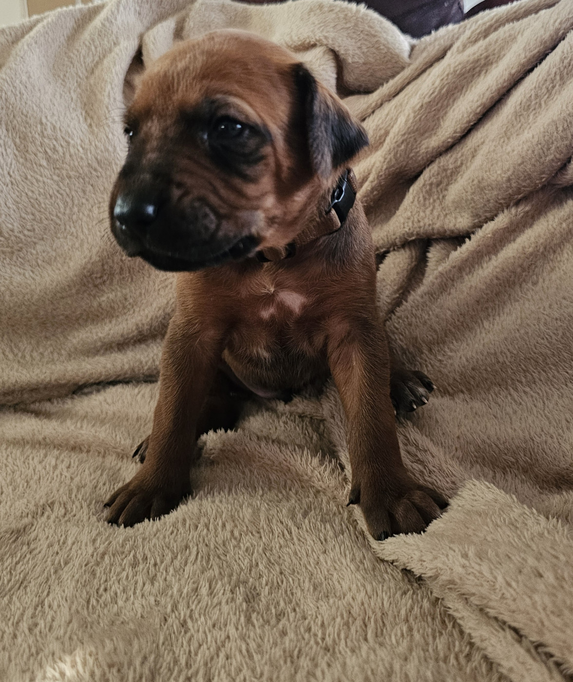 Valentin Becquet - Chiots disponibles - Rhodesian Ridgeback